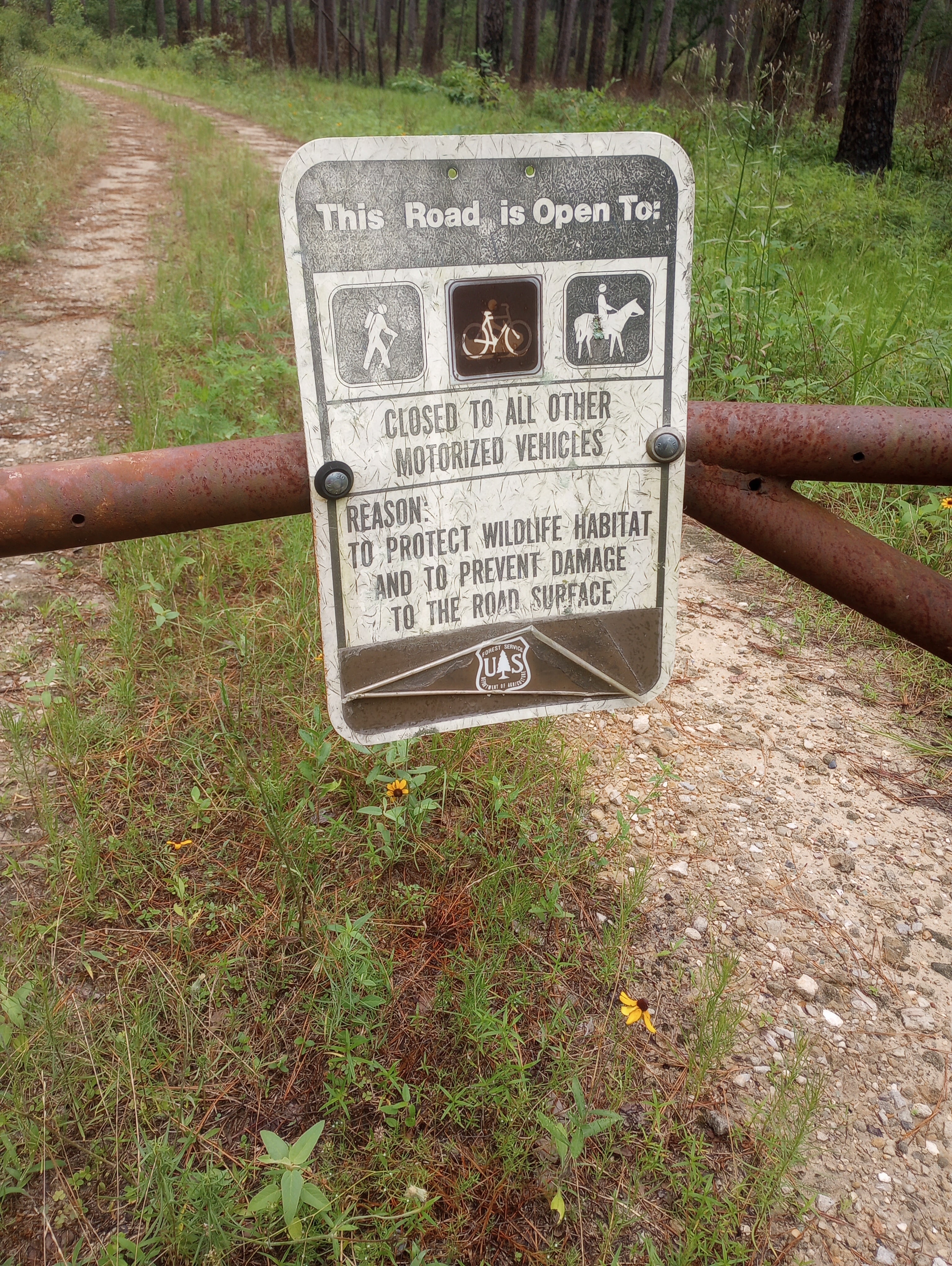Camper submitted image from Lone Star Hiking Trail Dispersed - 1