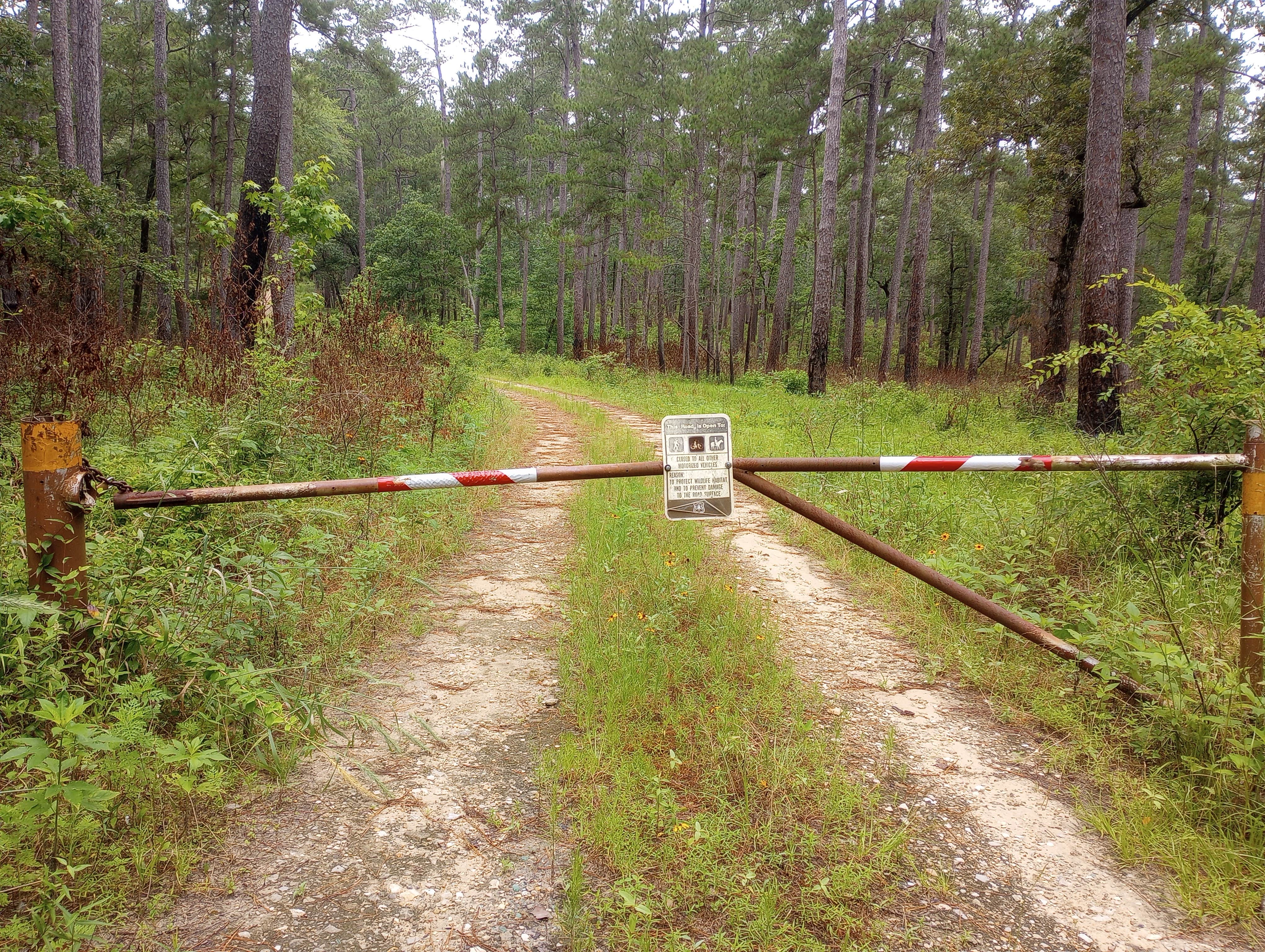 Camper submitted image from Lone Star Hiking Trail Dispersed - 2