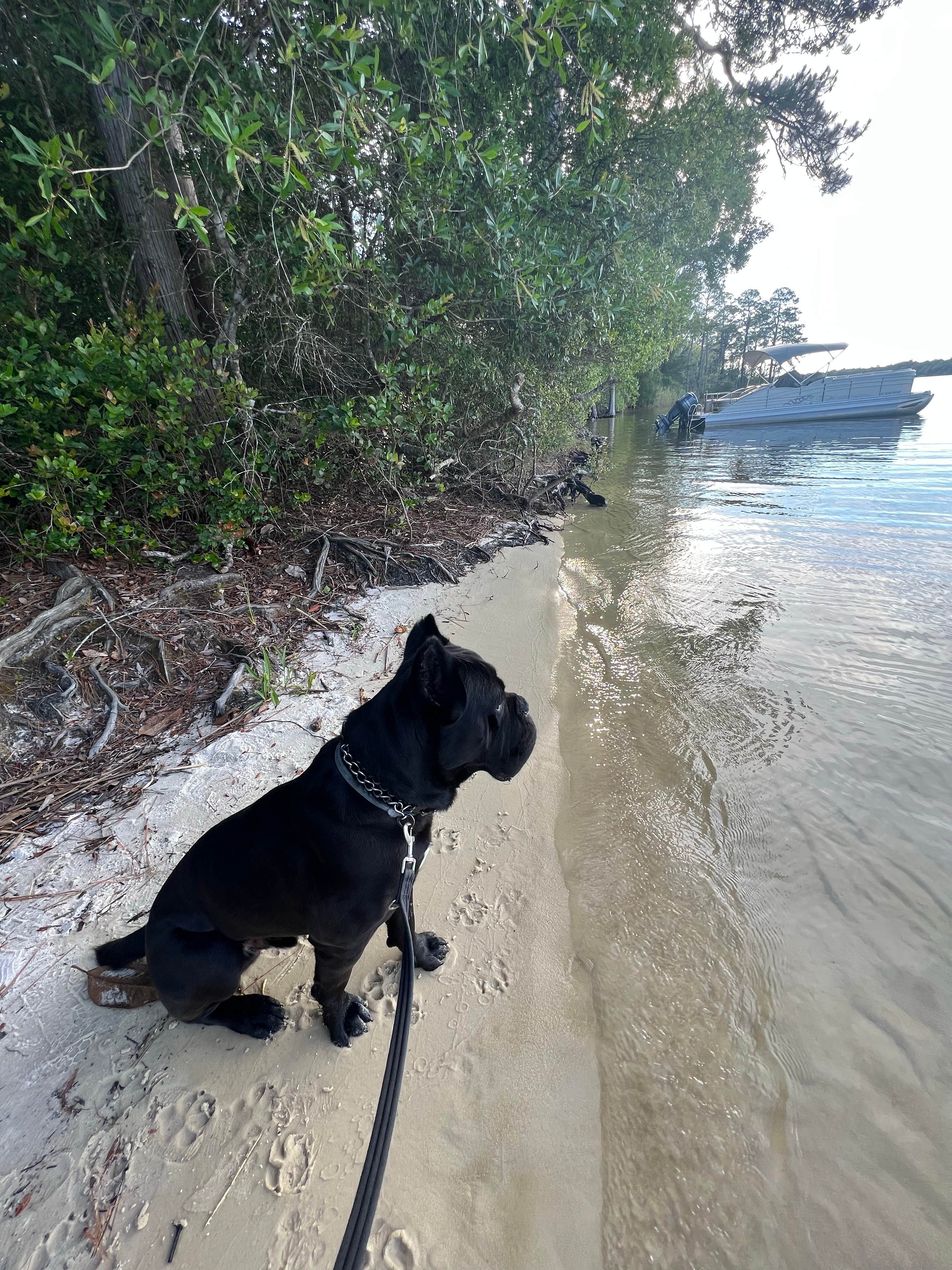 Casey L.'s photo of camping with pets at Fred Gannon Rocky Bayou State Park Campground near Panama City Beach, FL