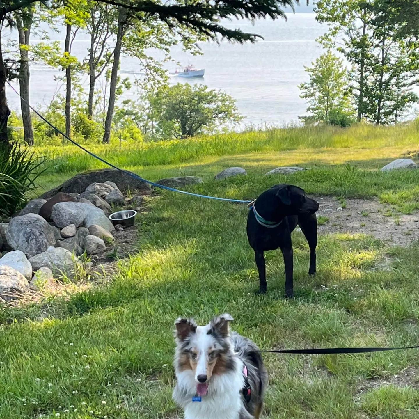 Camper-submitted photo at Oceanfront Camping @ Reach Knolls near Blue Hill, ME