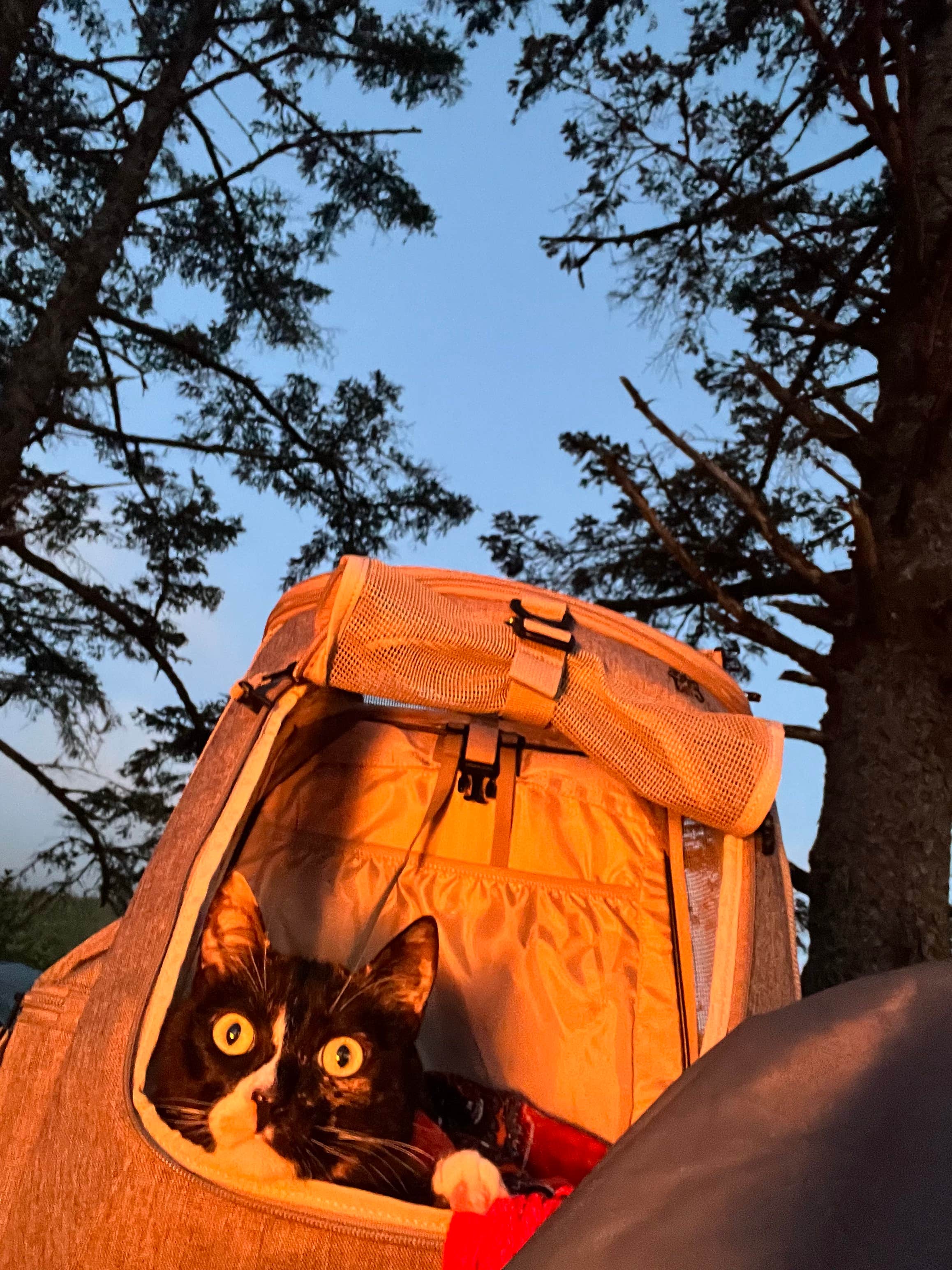 Benjamin W.'s photo at Cape Lookout State Park Campground near Beaver, OR