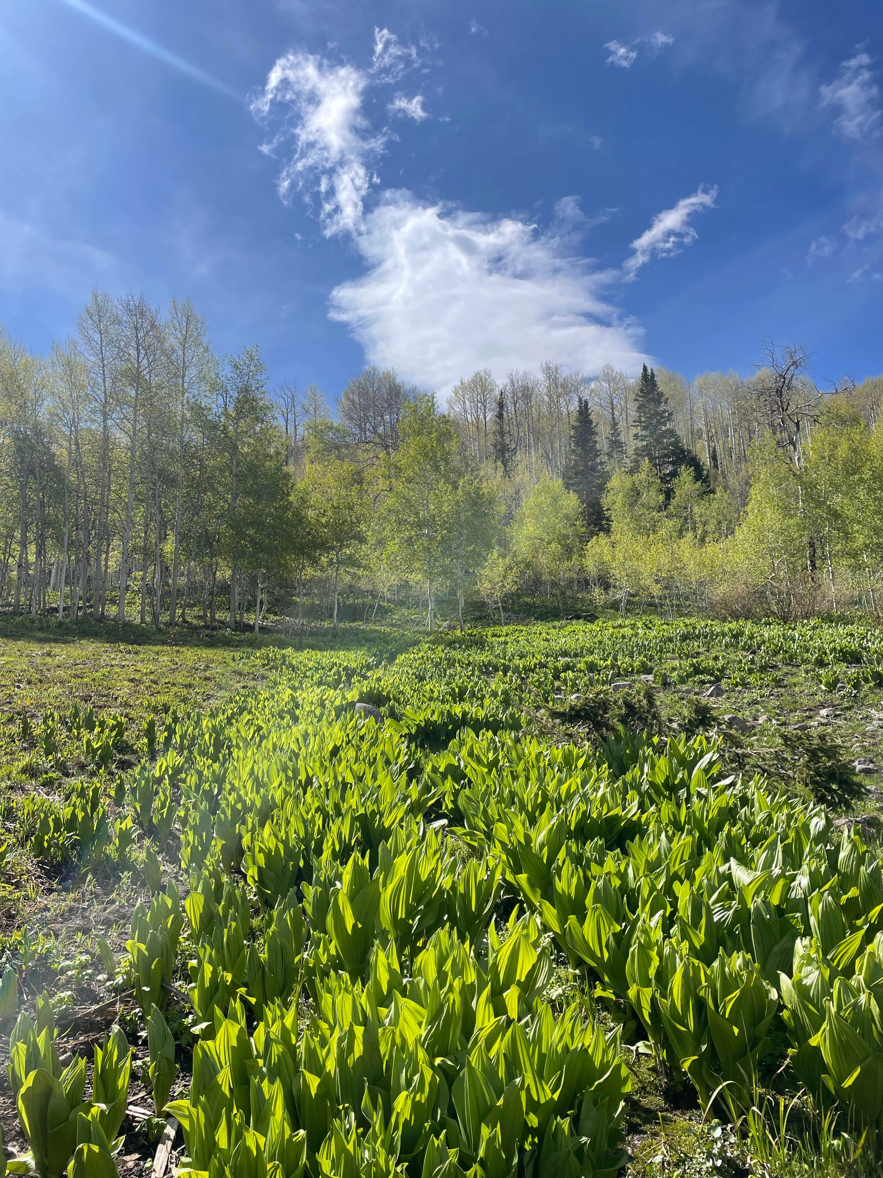 lia's photo of a dispersed camping area at Dispersed Camping--Mill Hollow/Utah FR054 near Duchesne, UT