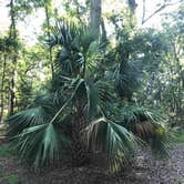 Review photo of Skidaway Island State Park Campground by Joel R., October 16, 2018