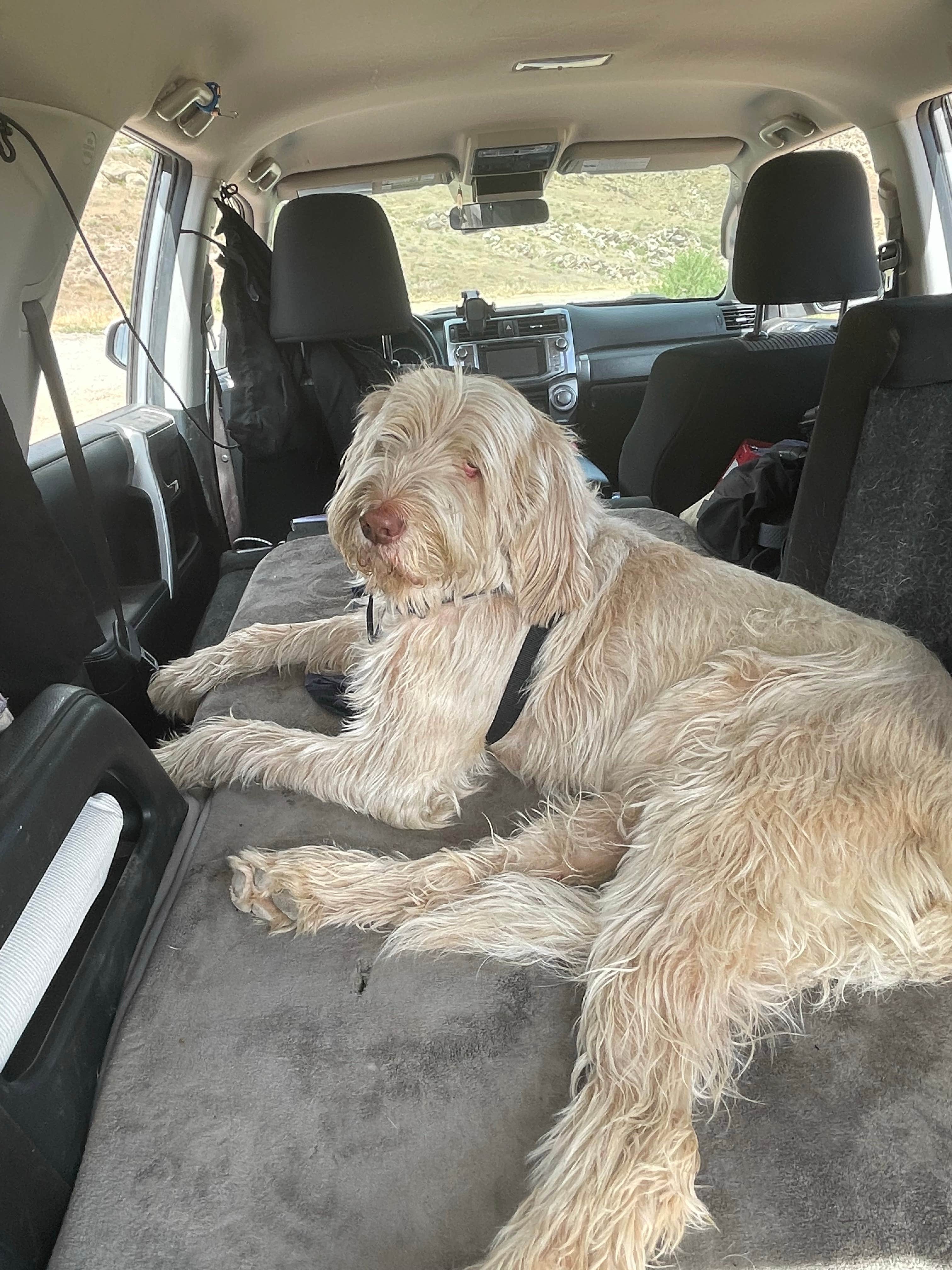 Jennifer D.'s photo of camping with pets at Bookcliff Campground — Highline Lake State Park near Fruita, CO