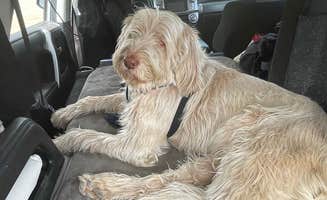 Jennifer D.'s photo of camping with pets at Bookcliff Campground — Highline Lake State Park near Fruita, CO