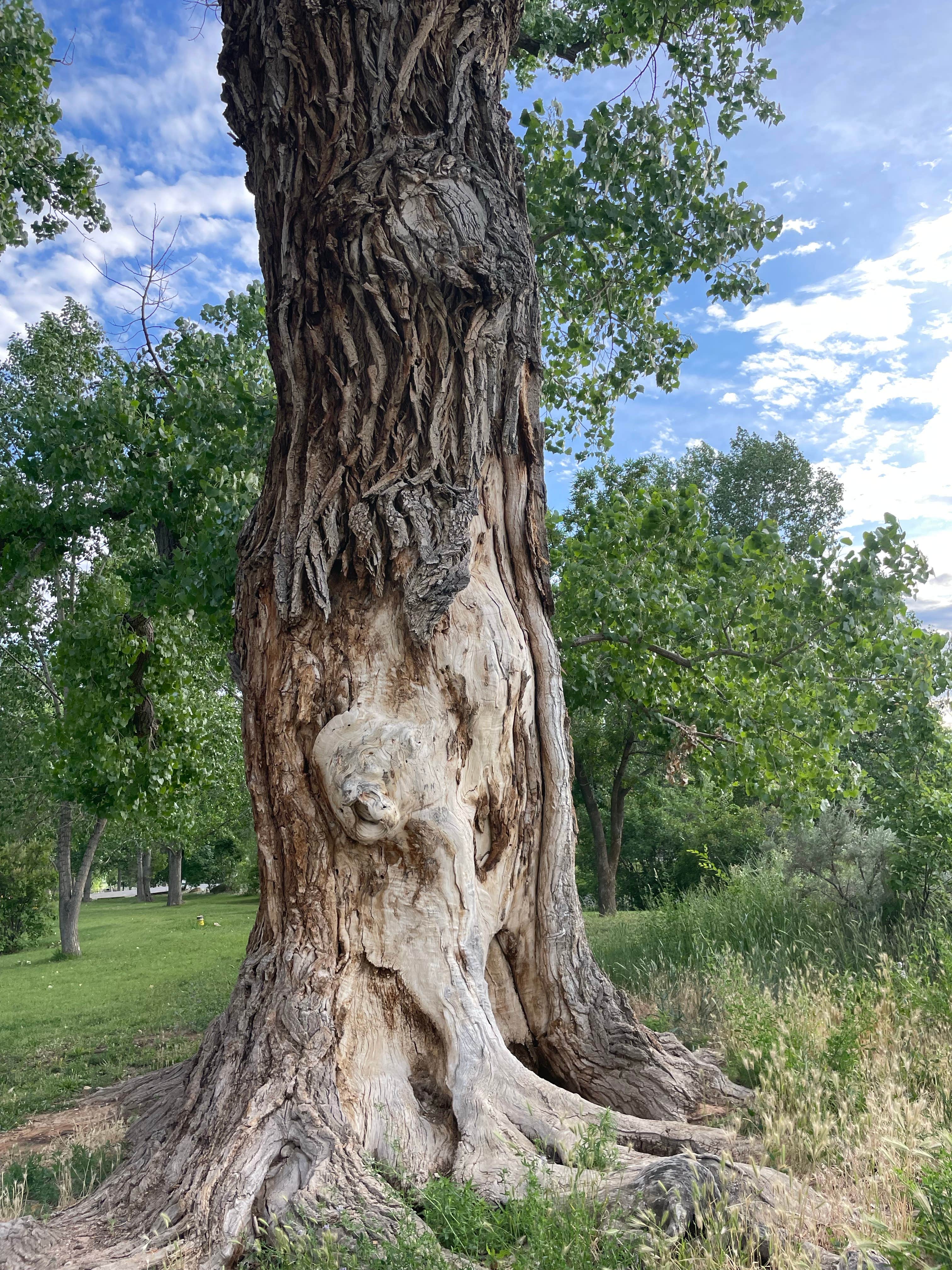 Camper-submitted photo at Bookcliff Campground — Highline Lake State Park near Fruita, CO