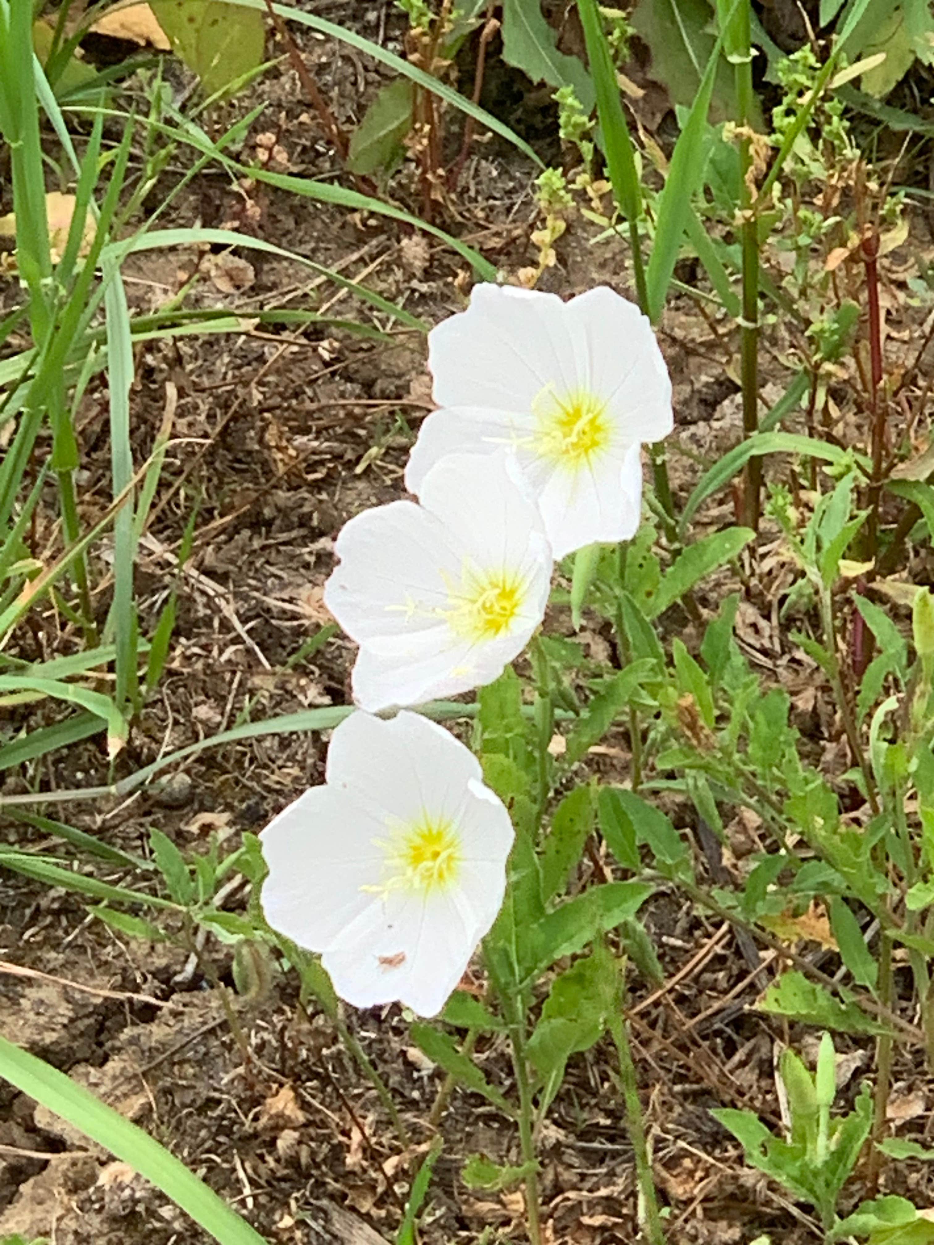 Camping near DFW Mid-Cities RV Park: Wild 2 Wonderful Ranch, Mansfield, Texas