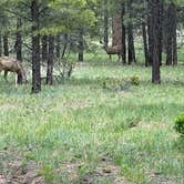 Review photo of Coconino Rim Road, Fire Road 310 Kaibab Forest by Andrew L., June 14, 2023