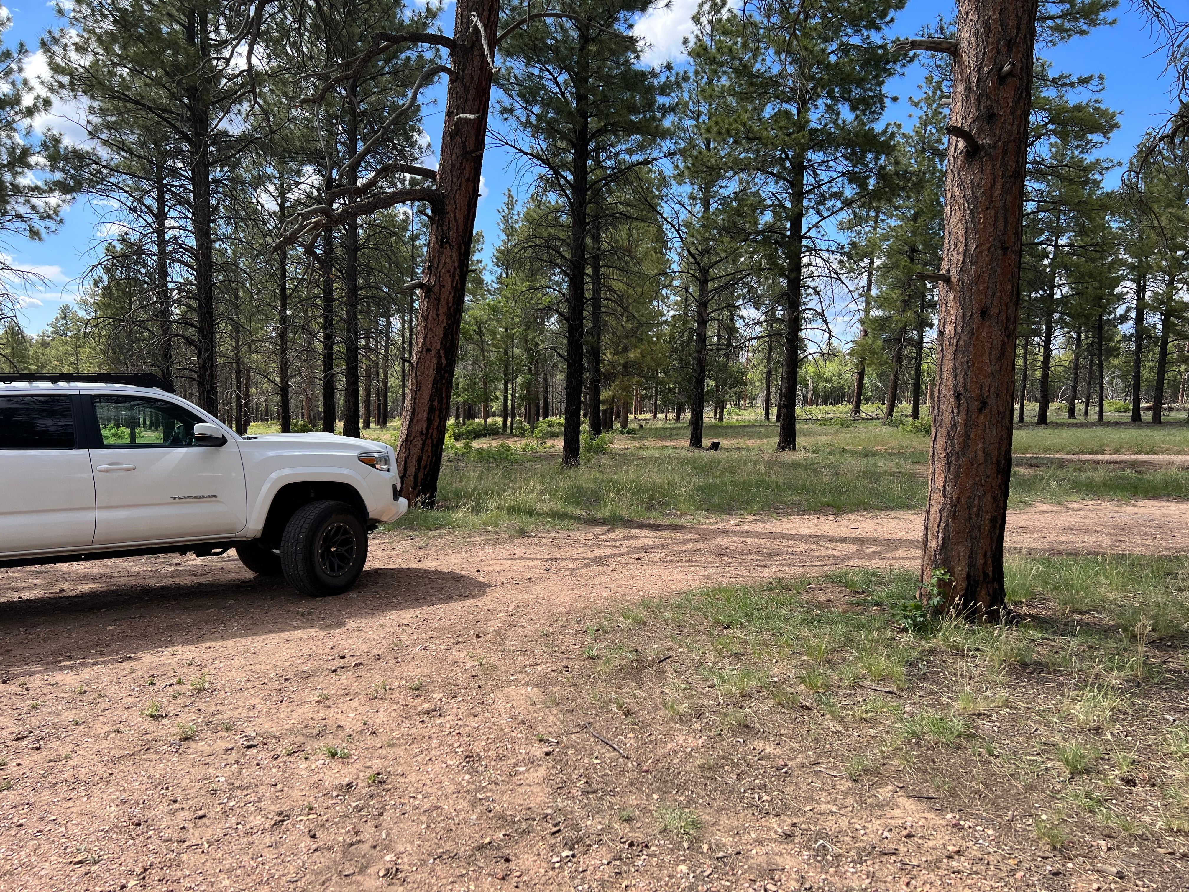 Camper submitted image from Coconino Rim Road, Fire Road 310 Kaibab Forest - 4