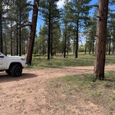 Review photo of Coconino Rim Road, Fire Road 310 Kaibab Forest by Andrew L., June 14, 2023
