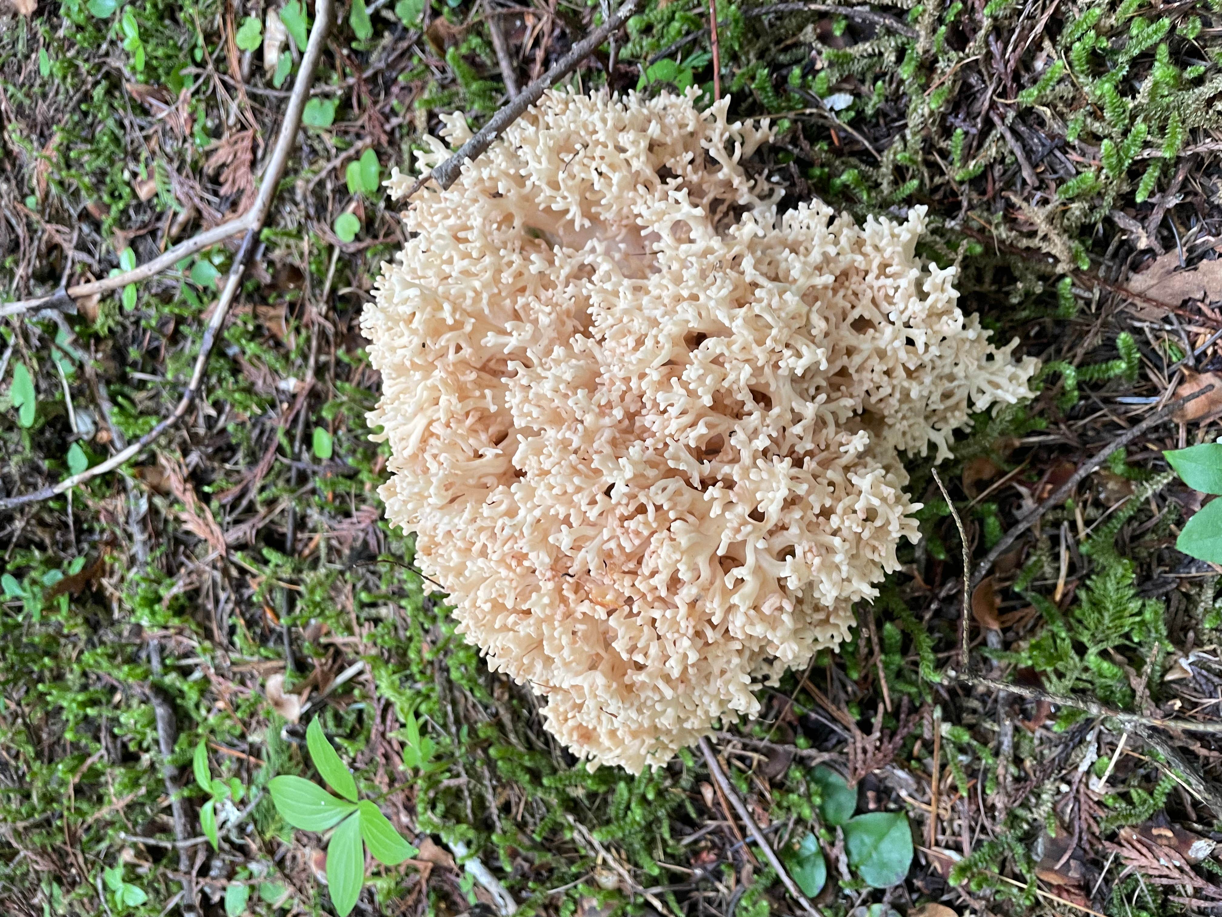 Camper-submitted photo at Emerald Creek Campground near Santa, ID