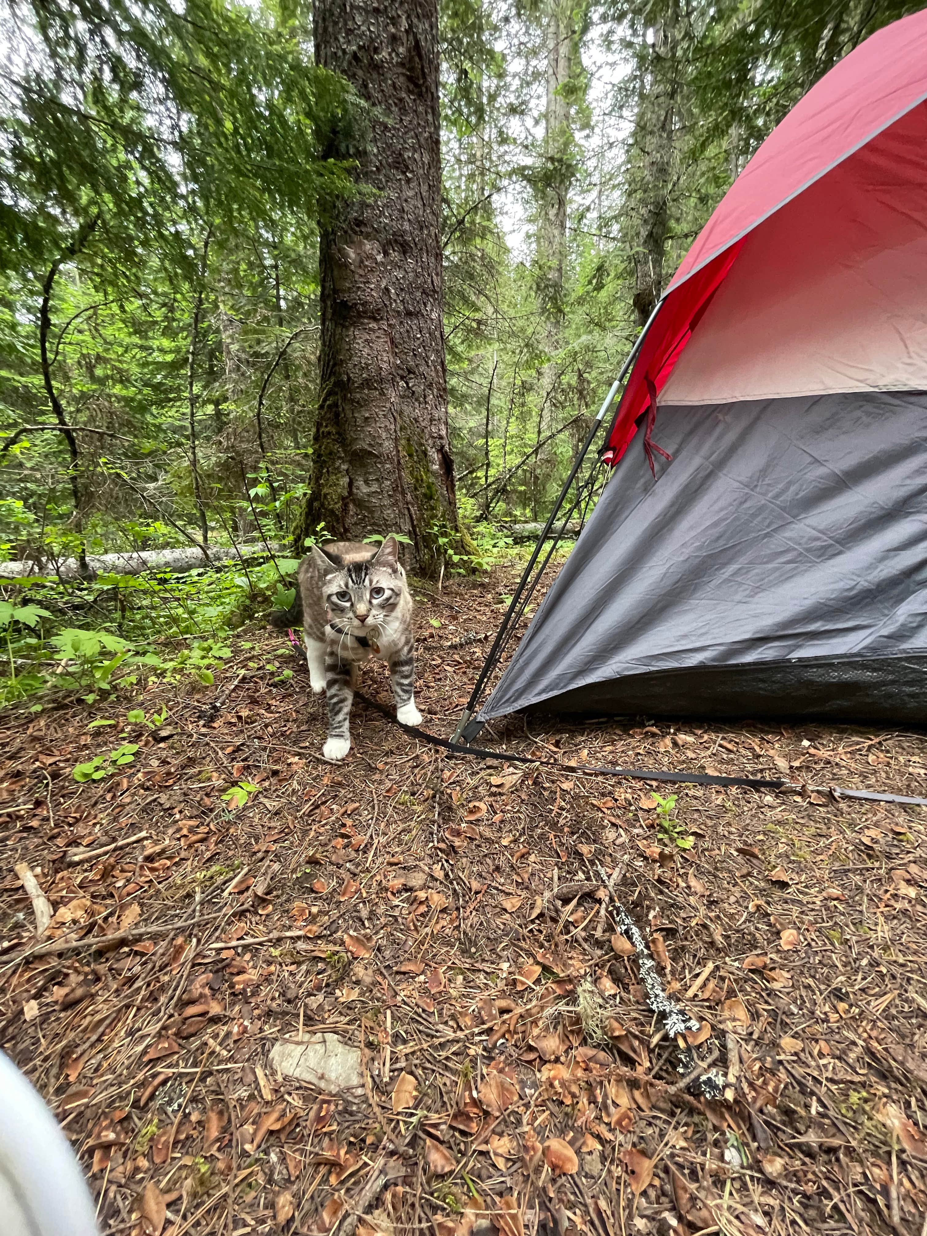 Camper submitted image from Emerald Creek Campground - 5