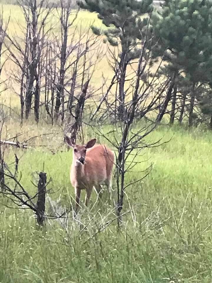 Camper-submitted photo at Stockade South Campground — Custer State Park near Wind Cave National Park