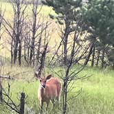 Review photo of Stockade Lake S - Custer State Park by Joel R., October 16, 2018