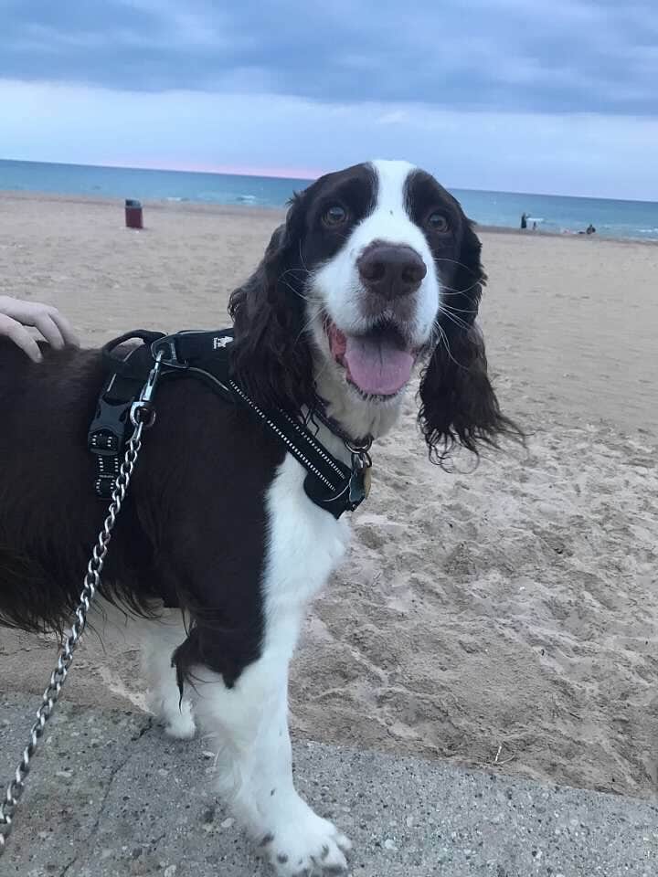 Joel R.'s photo of camping with pets at Dunewood Campground — Indiana Dunes National Park near Valparaiso, IN