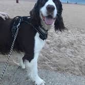 Review photo of Dunewood Campground — Indiana Dunes National Park by Joel R., October 16, 2018