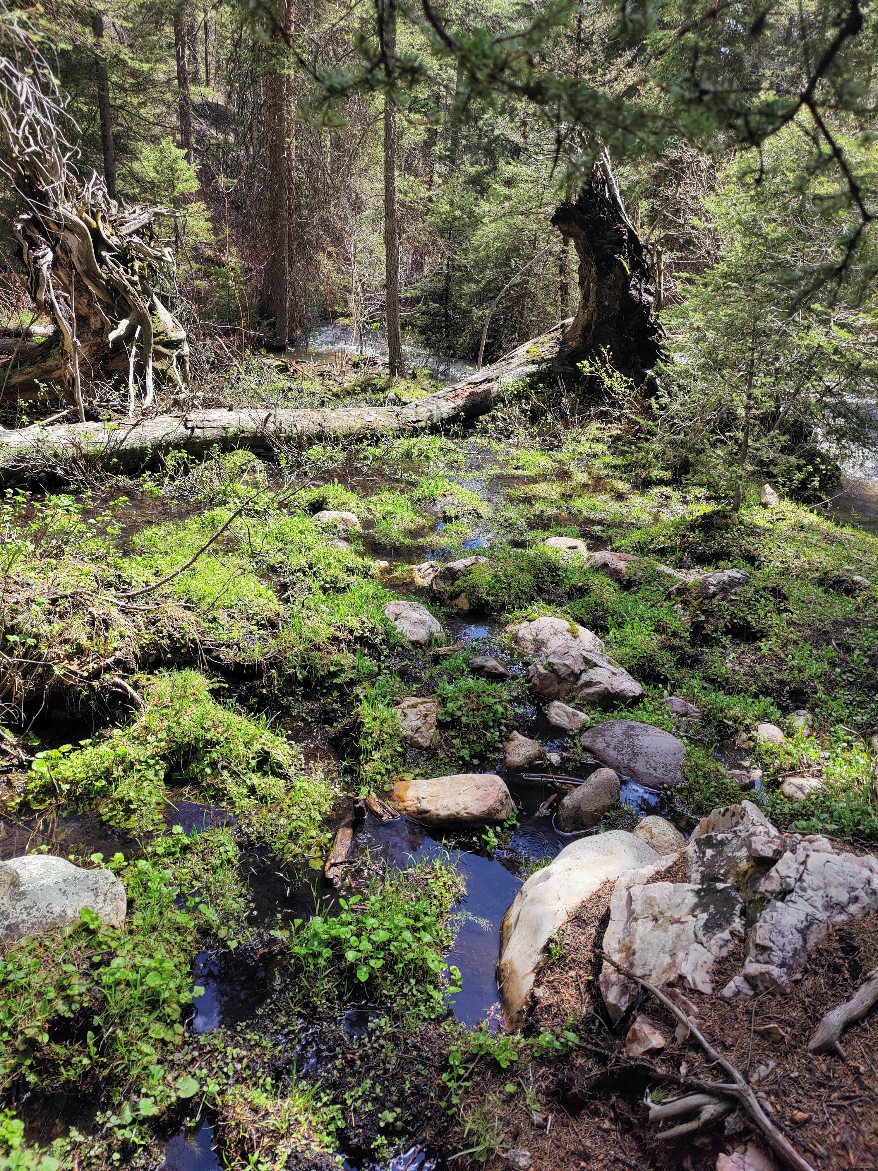 Camper-submitted photo at Mill Creek Trailhead & Campground near Mackay, ID