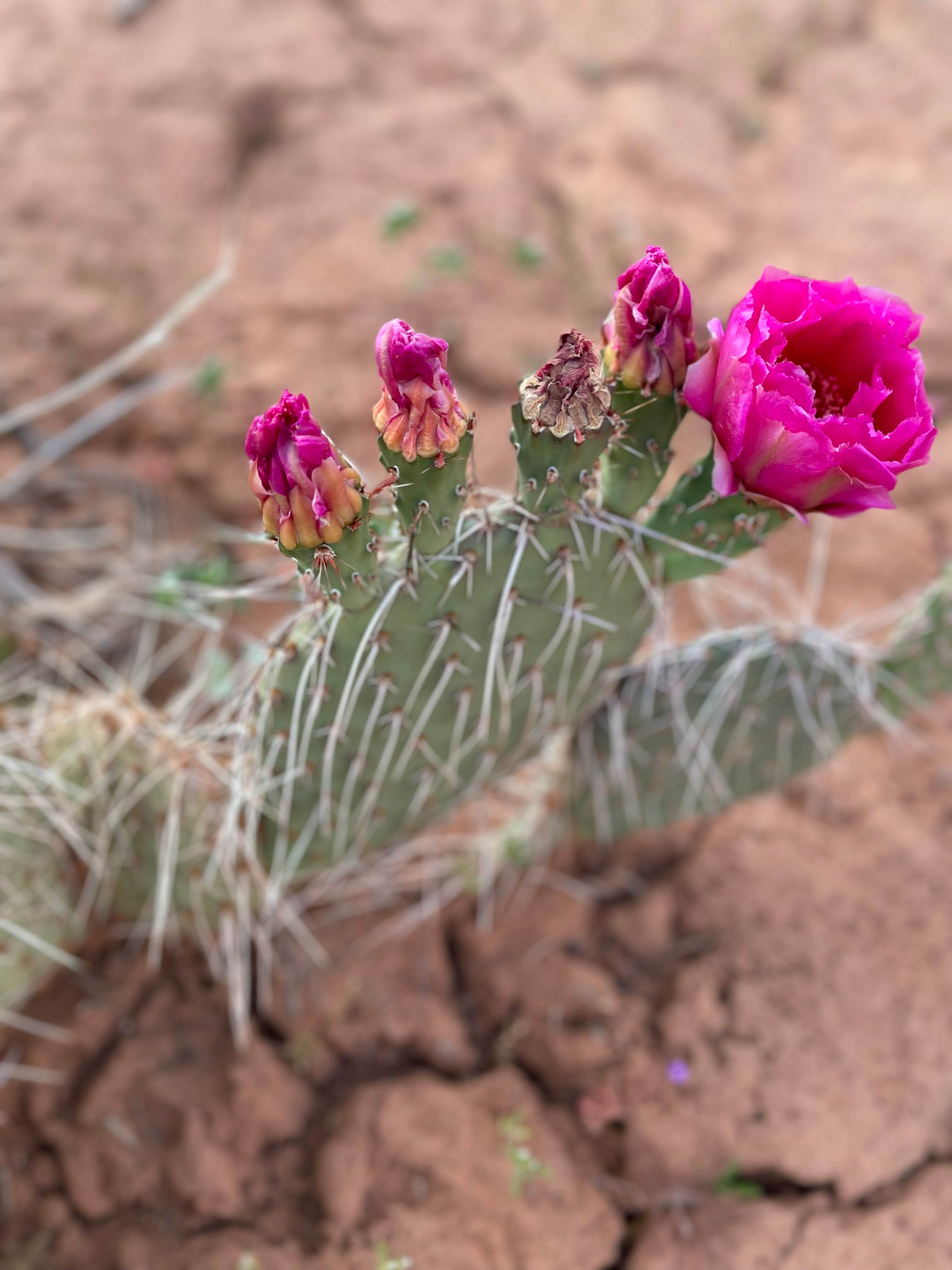 Camper-submitted photo at Kitchen Corral Wash Dispersed Site near Lake Powell, UT