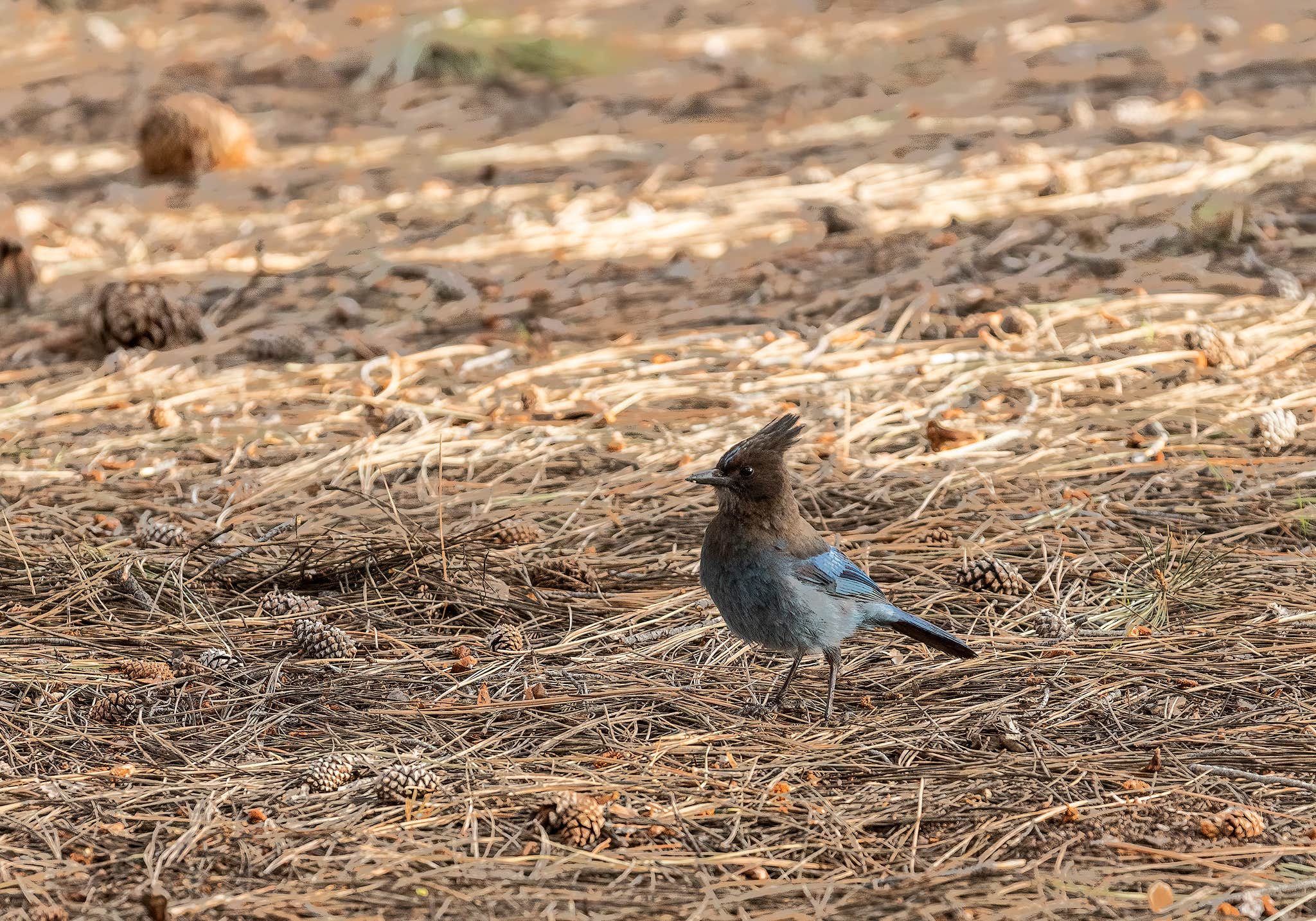 Camper submitted image from Lower Lee Vining Campground - 5