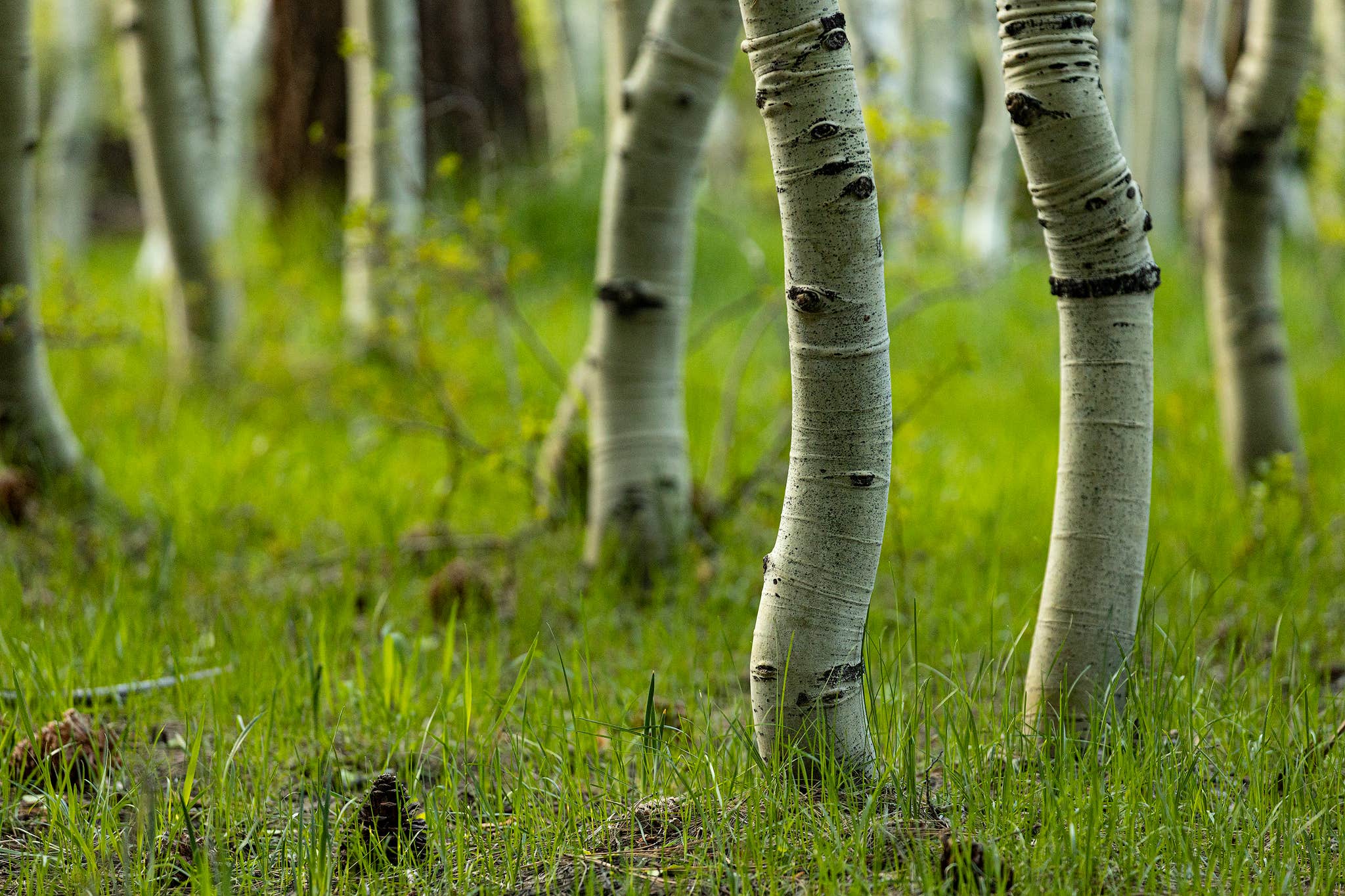 Camper-submitted photo at Lower Lee Vining Campground near June Lake, CA