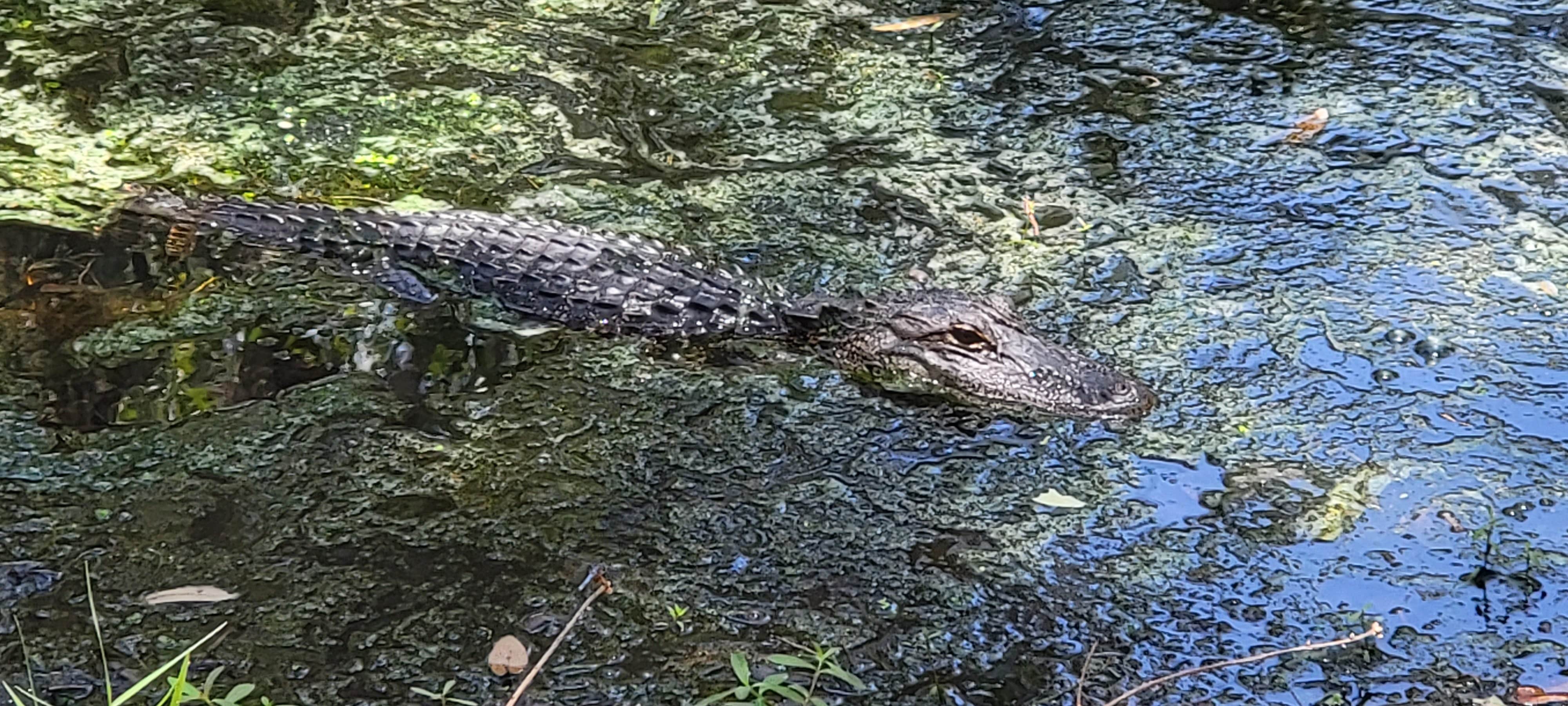 Camper submitted image from Boggy Creek Resort & RV Park - 5