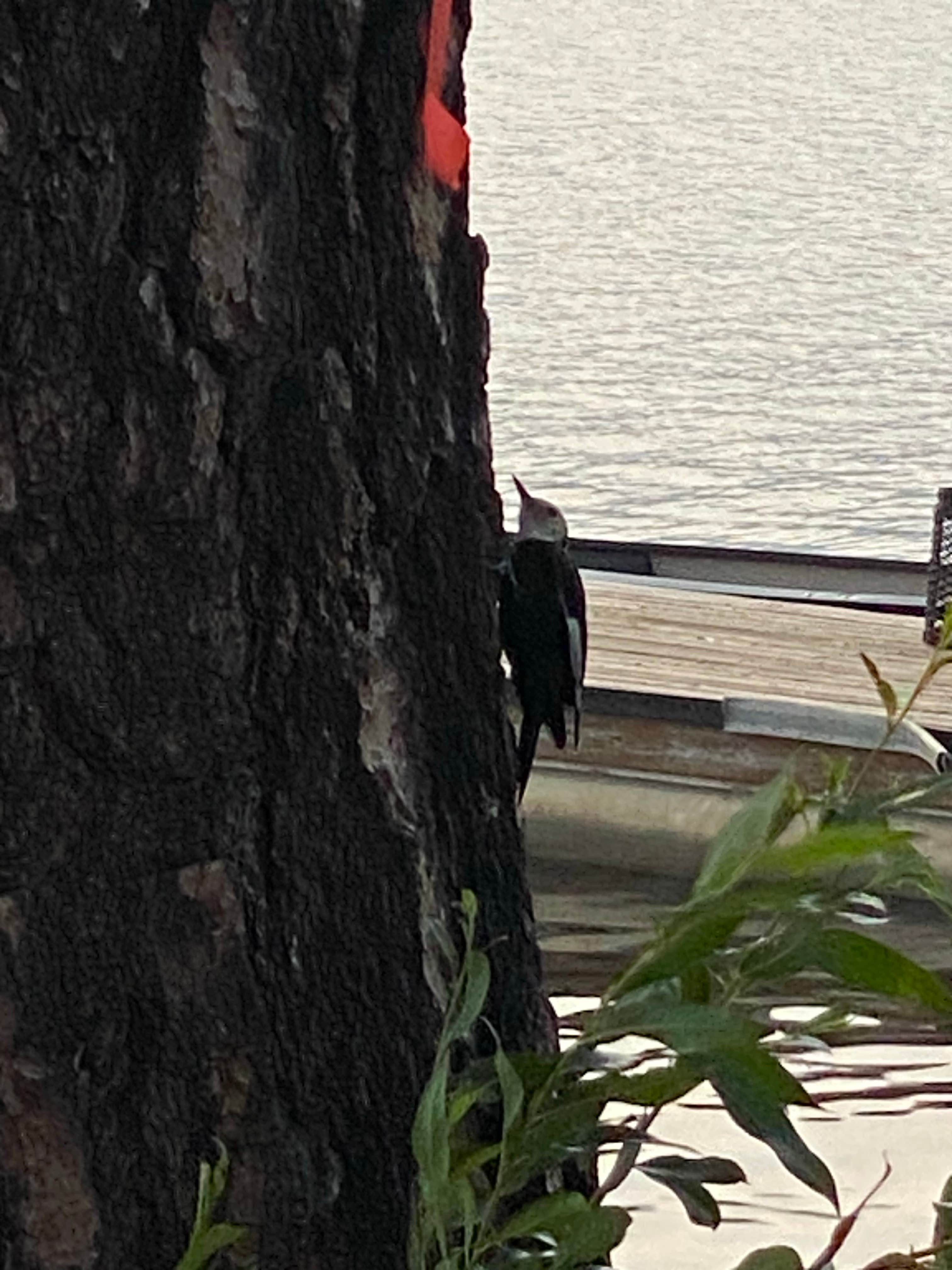 Camping near Hartman's Log Cabin Resort: Rainbow Beach Resort, Inchelium, Washington