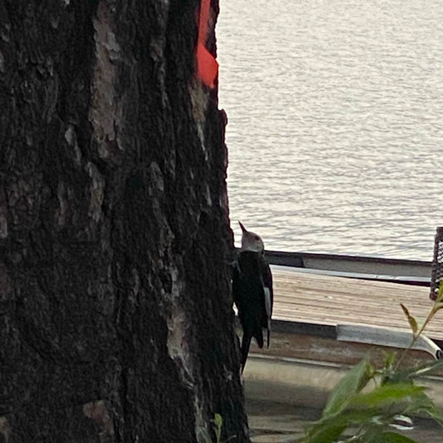 Rainbow Beach Resort Camping Inchelium, WA