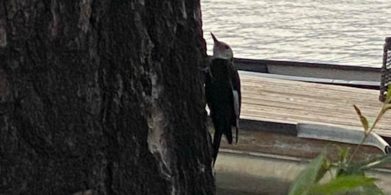 Camper submitted image from Rainbow Beach Resort