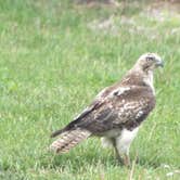 Review photo of Shabbona Lake State Recreation Area by Joel R., October 16, 2018