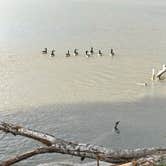 Review photo of Upper Campground - Pahranagat National Wildlife Refuge by Bobbi S., June 16, 2023