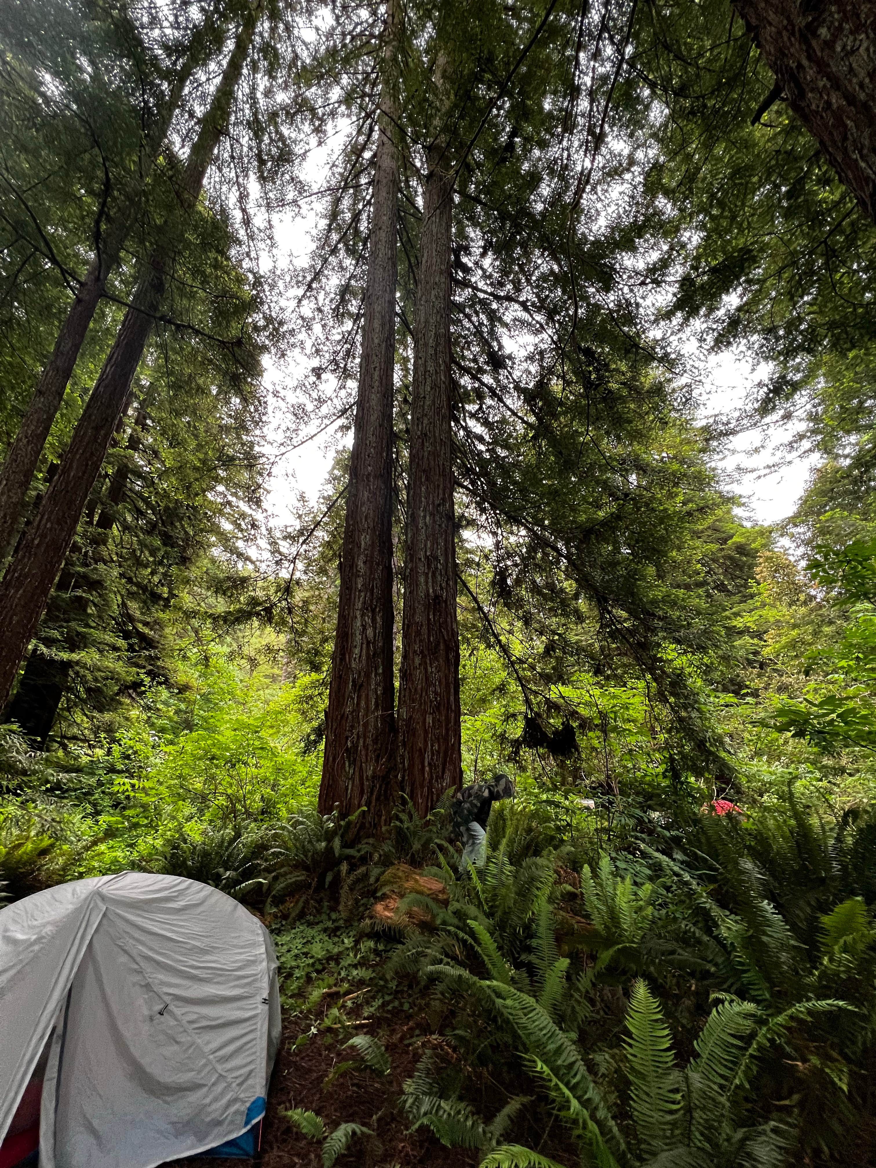 Kalli W.'s photo at Mill Creek Campground — Del Norte Coast Redwoods State Park near Hiouchi, CA