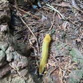 Review photo of Mill Creek Campground — Del Norte Coast Redwoods State Park by Kalli W., June 16, 2023