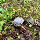 Review photo of Mill Creek Campground — Del Norte Coast Redwoods State Park by Kalli W., June 16, 2023