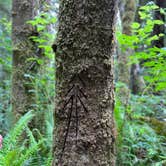 Review photo of Mill Creek Campground — Del Norte Coast Redwoods State Park by Kalli W., June 16, 2023