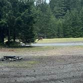 Review photo of Ranger Creek Airstrip Dispersed by Nicholas P., June 17, 2023