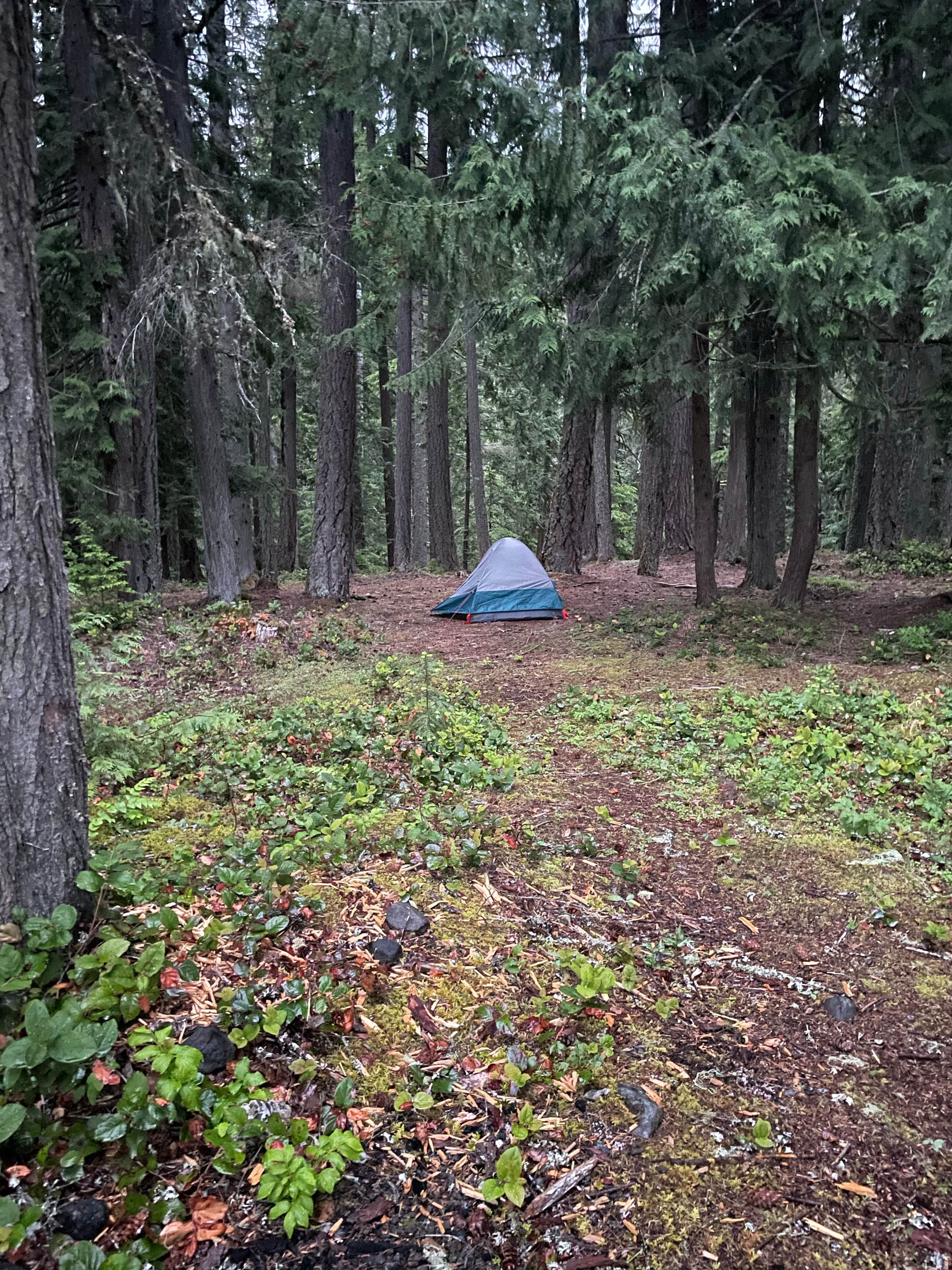 Nicholas P.'s photo of a dispersed camping area at Ranger Creek Airstrip Dispersed near Lake Tapps, WA