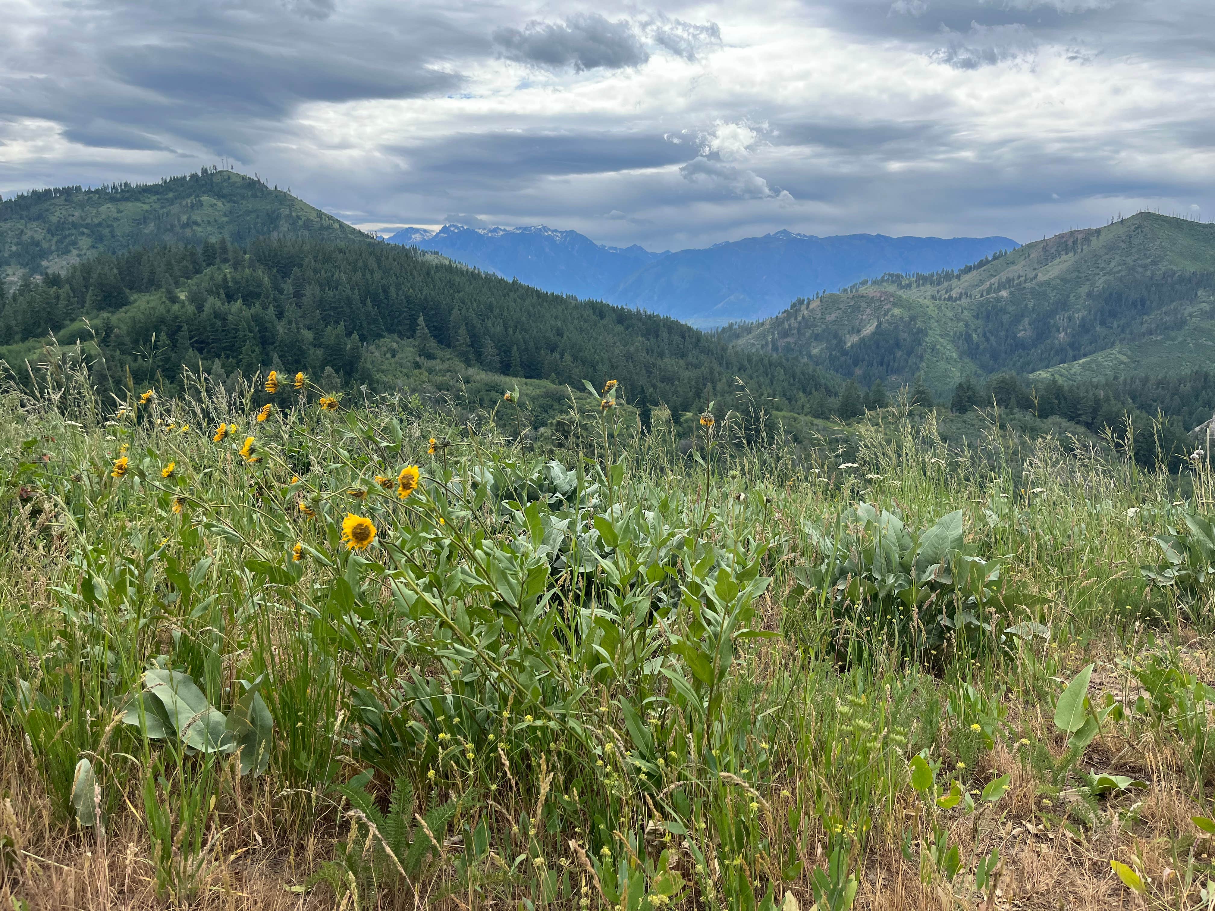 Camper submitted image from Okanogan-Wenatchee National Forest Dispersed Camping on Derby Rd NF7400 - 2