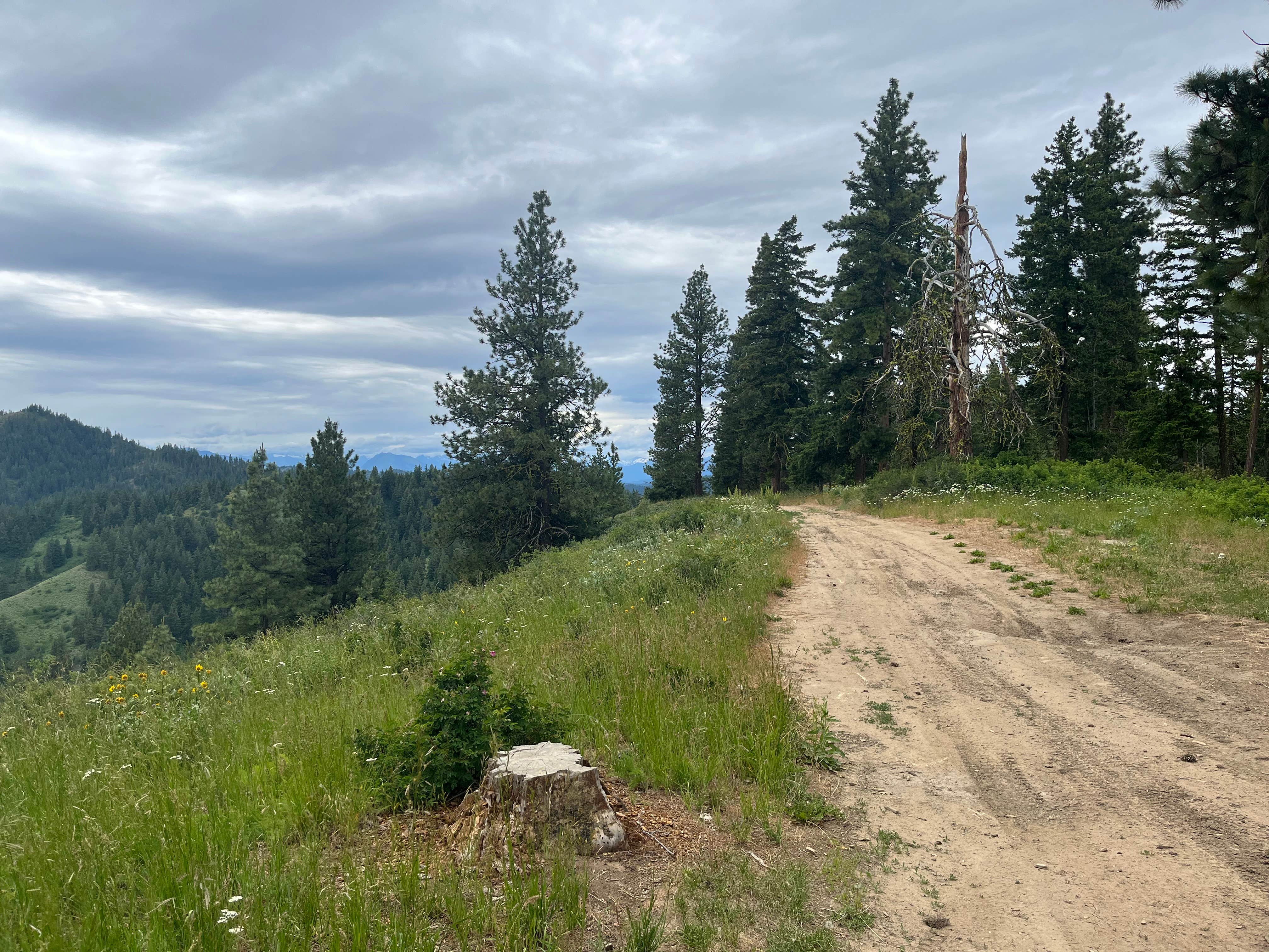 Camper submitted image from Okanogan-Wenatchee National Forest Dispersed Camping on Derby Rd NF7400 - 3