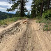 Review photo of Okanogan-Wenatchee National Forest Dispersed Camping on Derby Rd NF7400 by Jackie C., June 17, 2023