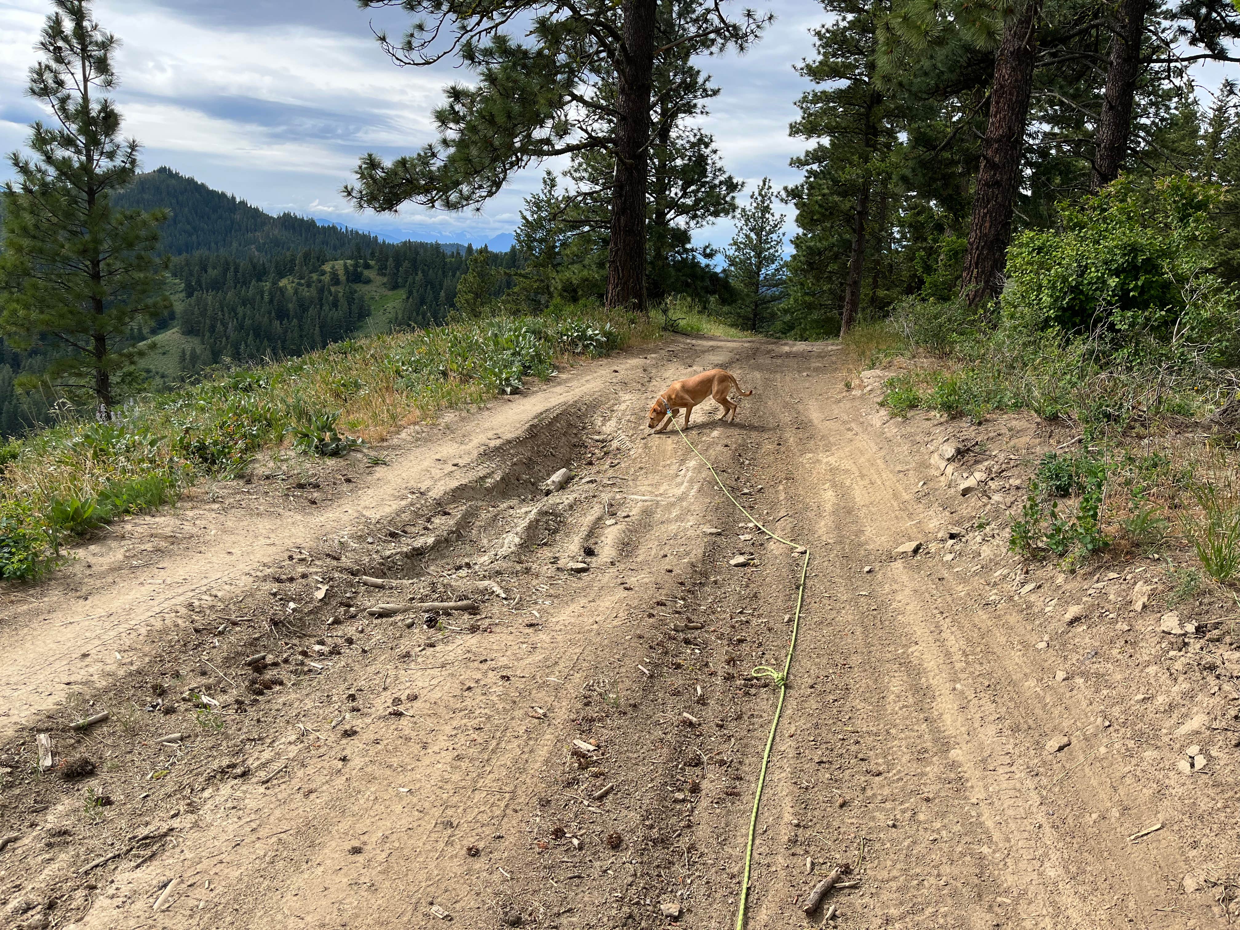 Camper submitted image from Okanogan-Wenatchee National Forest Dispersed Camping on Derby Rd NF7400 - 4