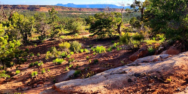 Camper submitted image from Snow Flat Camp 13 - Bears Ears