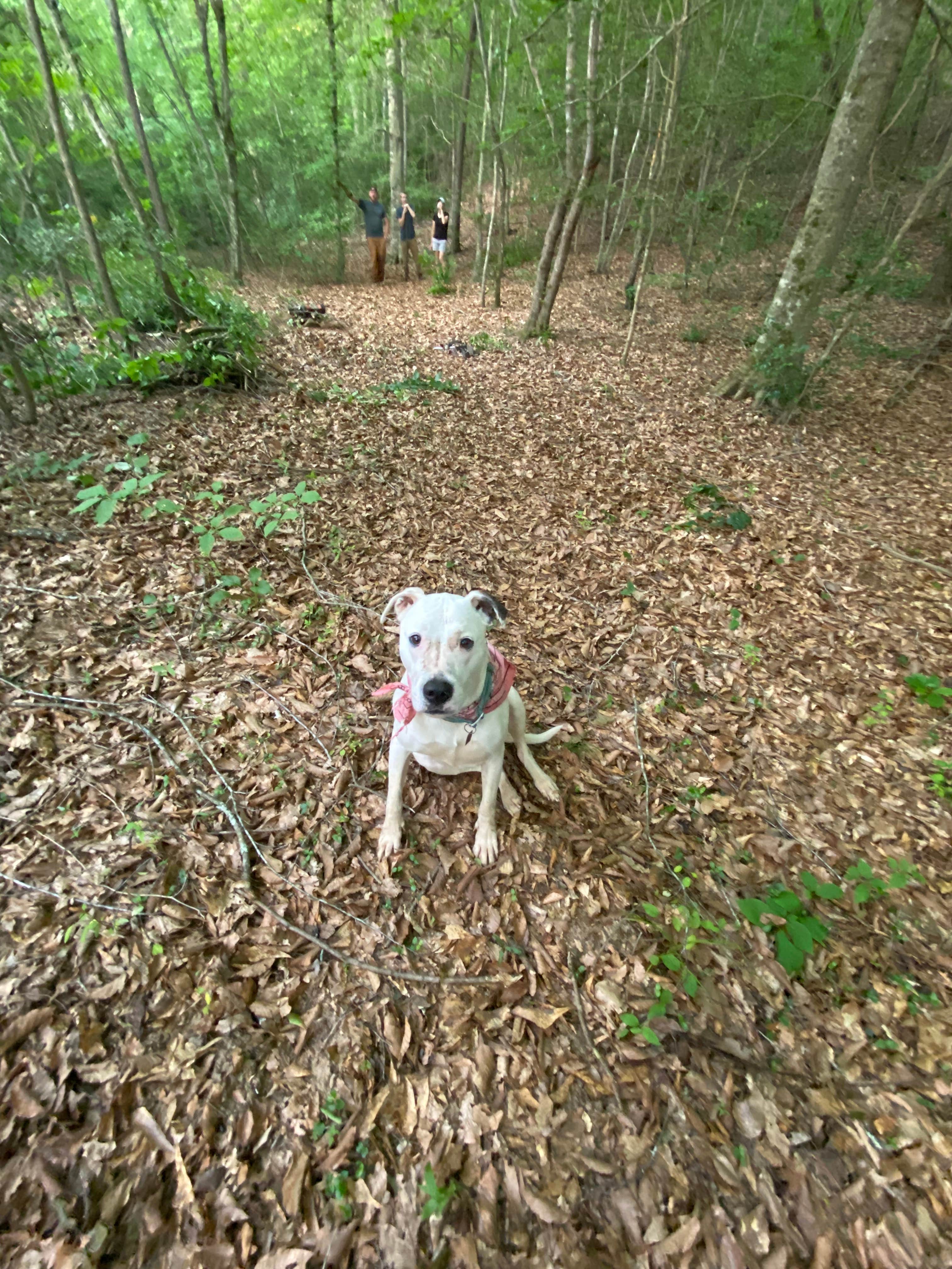 Mike G.'s photo of camping with pets at Moon Dog Campgrounds near Anderson, SC
