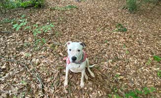 Mike G.'s photo of camping with pets at Moon Dog Campgrounds near Spartanburg, SC
