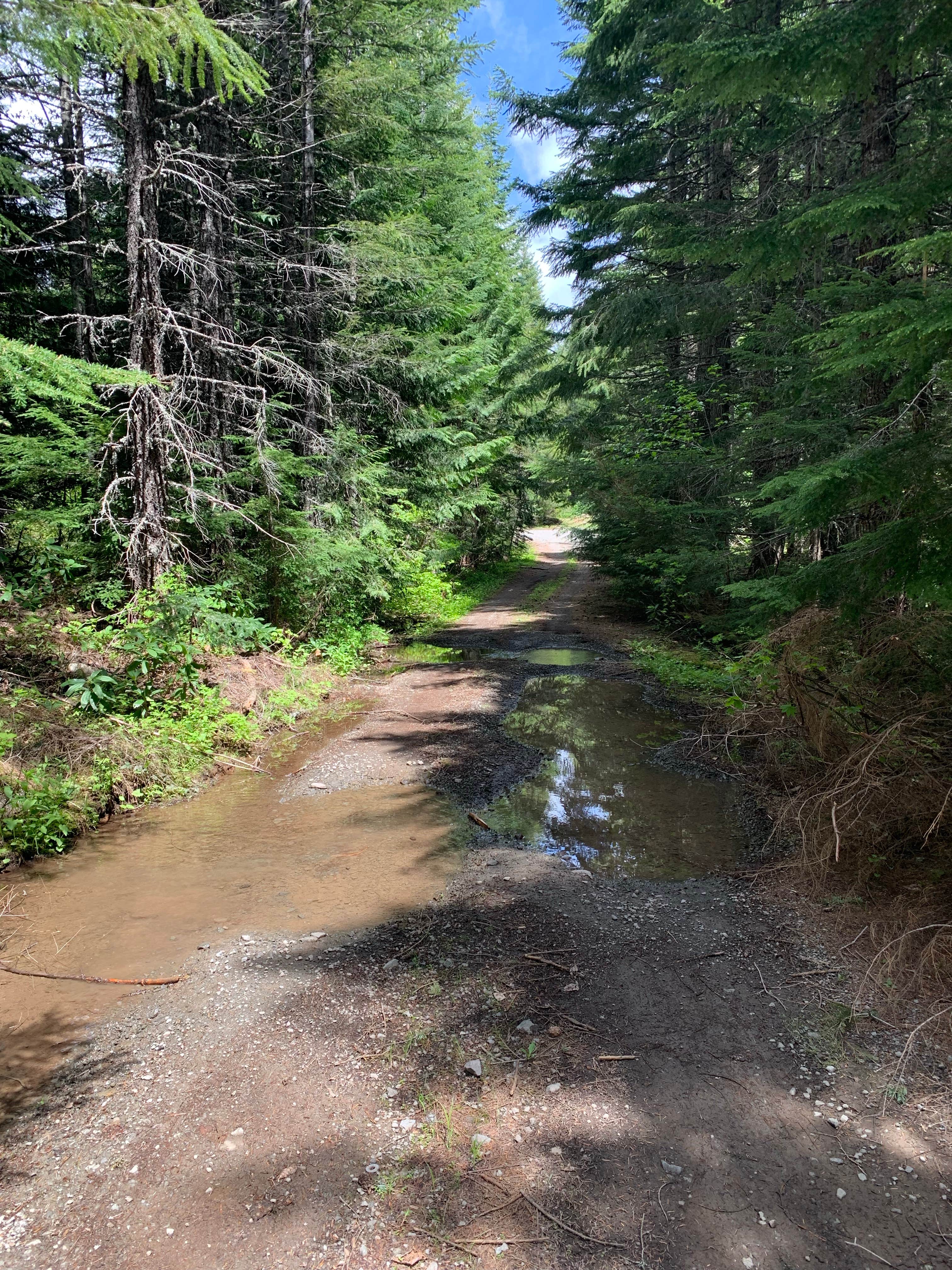 Camper submitted image from NF2656 - Mt. Hood Dispersed Camping - 2