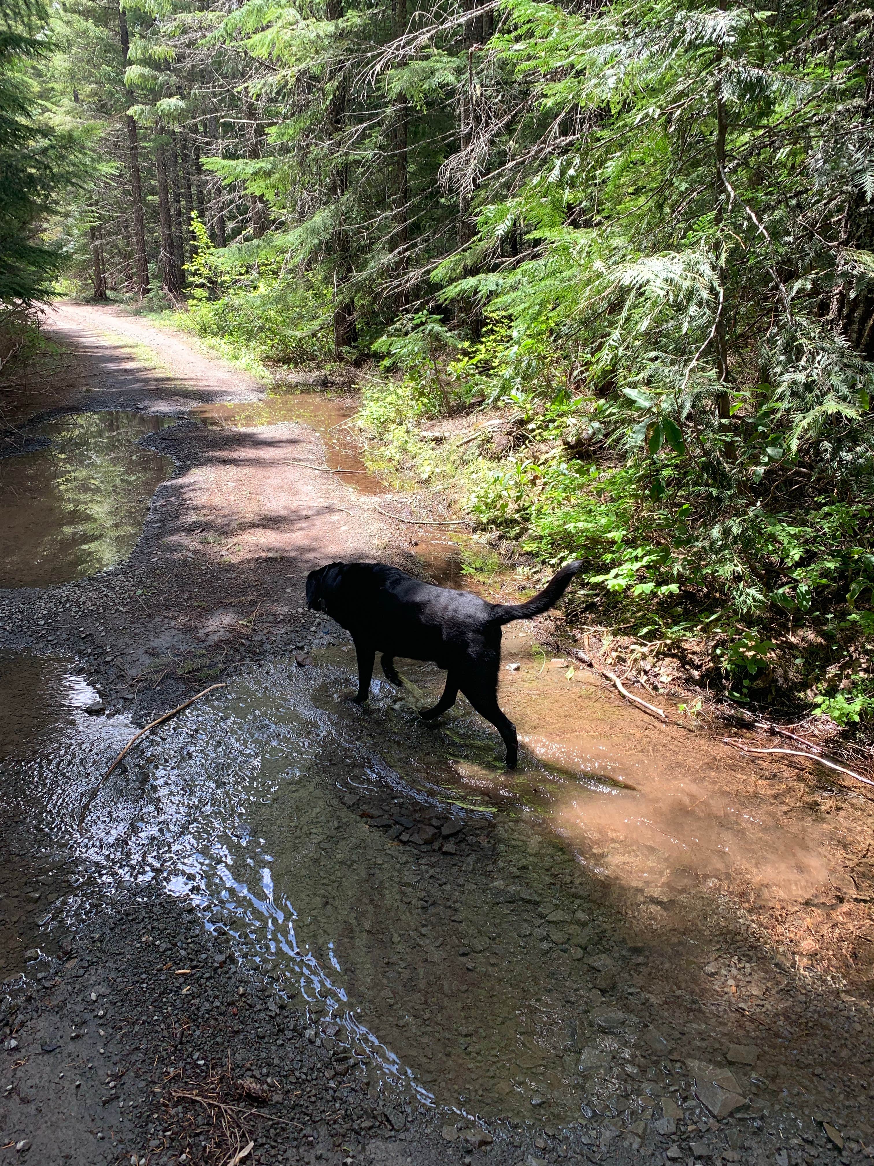 Kevin L.'s photo of camping with pets at NF2656 - Mt. Hood Dispersed Camping near Government Camp, OR