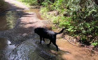 Kevin L.'s photo of camping with pets at NF2656 - Mt. Hood Dispersed Camping near Mt. Hood National Forest