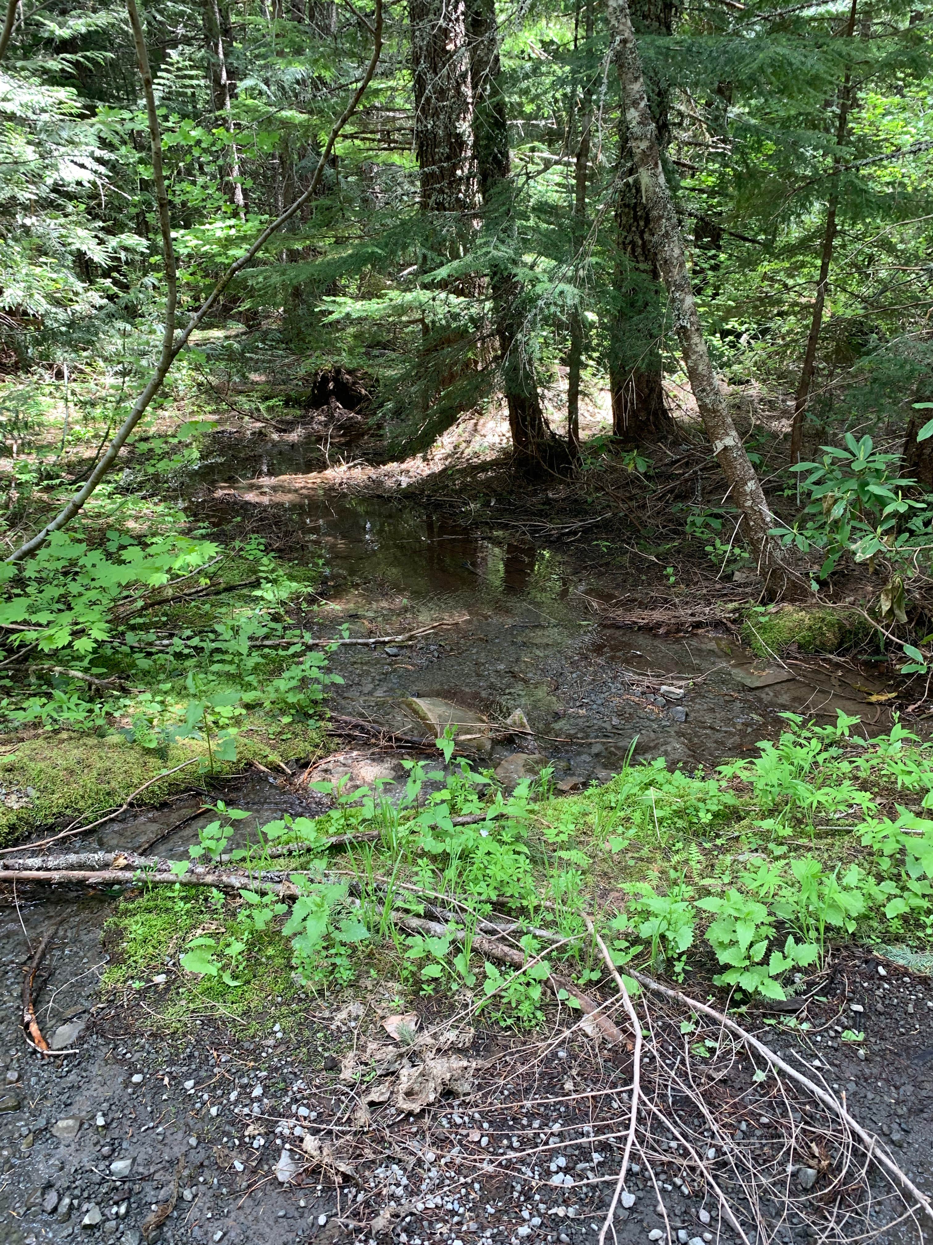 Camper submitted image from NF2656 - Mt. Hood Dispersed Camping - 3