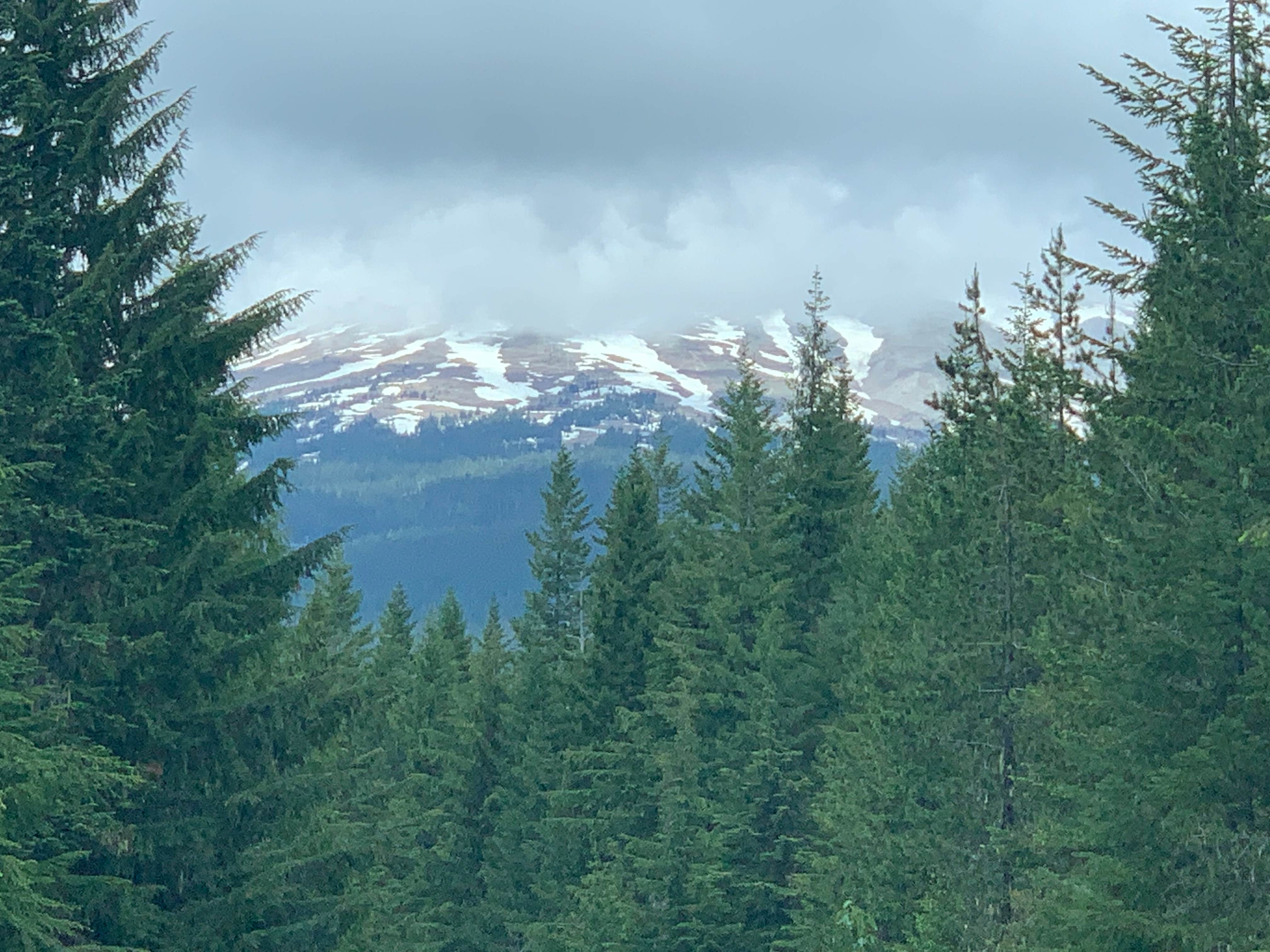 Camper submitted image from NF2656 - Mt. Hood Dispersed Camping - 1