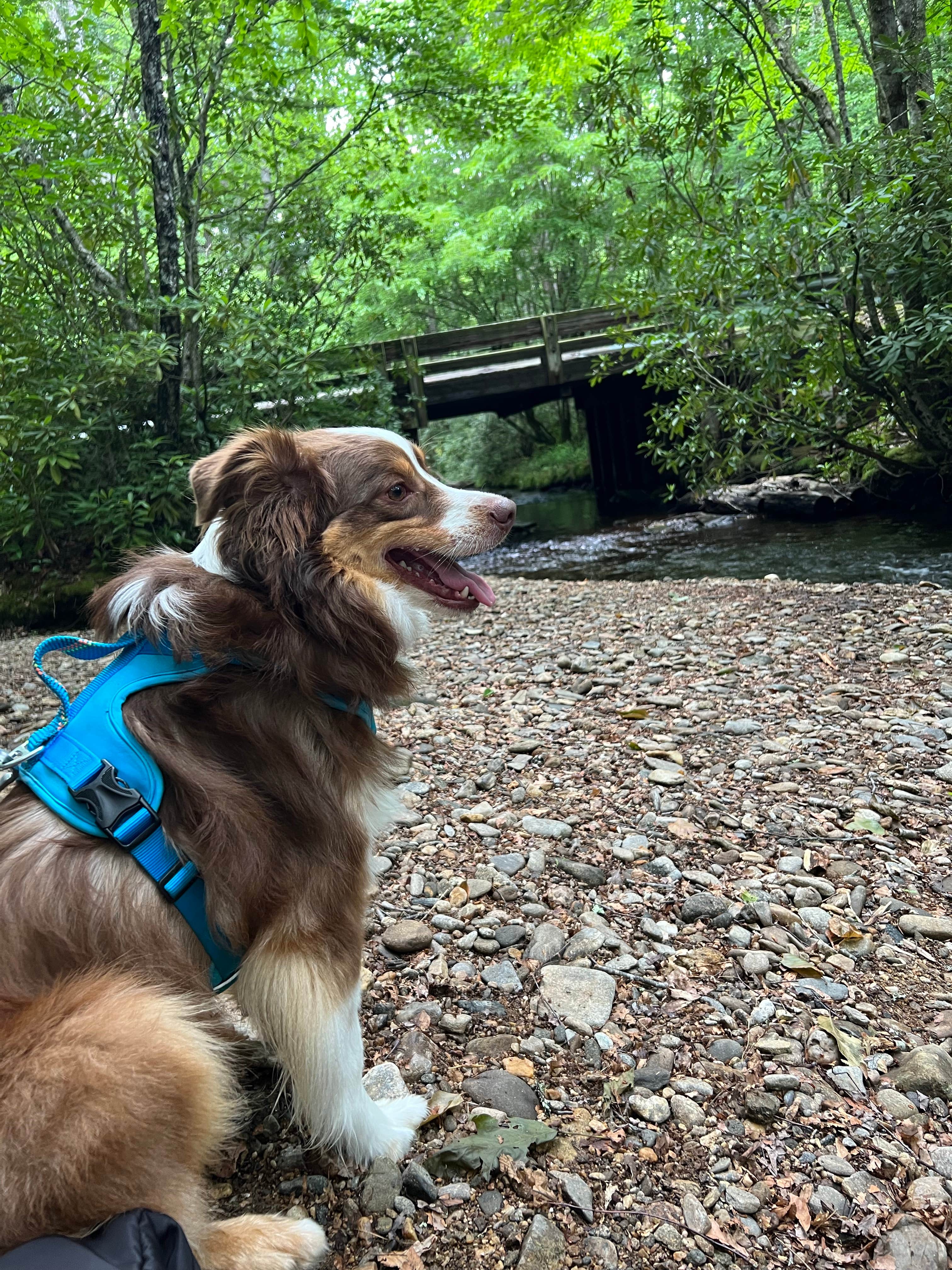 Felisha W.'s photo of camping with pets at Standing Indian Campground near Bear Creek, NC