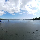 Low Tide: clam hunting and dogs run free